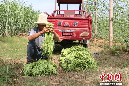 “网红”小吃柳州螺蛳粉热销 带动豆角销路助农民增收